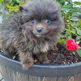 Boy 2 - Blue Pomeranian puppy in Tulsa County, Oklahoma from CP Kennels