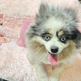 Pomeranian puppies from California Pom Paradise