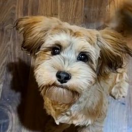 Lilly - Havanese