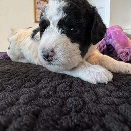 Blue - Black and white male Sheepadoodle puppy in Kissimmee, Florida from Sunflower Family Farms