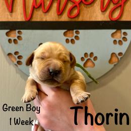 Boy 5 - Golden male Golden Retriever puppy in Star, Idaho from Gold Treasure Retrievers