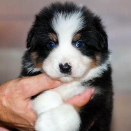 Wishbone - Black tri-color male Australian Shepherd puppy in Belton, Texas from Brilliant Beautiful Australian Shepherds