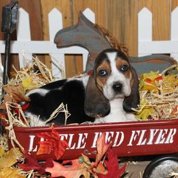 Mickey - Black white and brown female Basset Hound puppy in Dover, Arkansas from S&S American Bassets