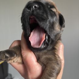 Soft Coated Wheaten Terrier Puppies from Warzalas wheatens