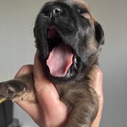 Soft Coated Wheaten Terrier Puppies from Warzalas wheatens