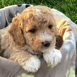 Kayce - Apricot male Labradoodle puppy in Elk, Washington from Elk Creek Kennel