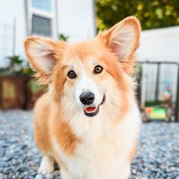 Stellar - Pembroke Welsh Corgi