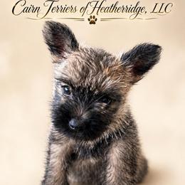 Joy - Silver female Cairn Terrier puppy in Pottersville, Missouri from Cairn Terriers of Heatherridge,LLC