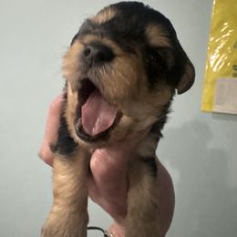 Asher - Black and tan Yorkipoo puppy in Independence, Kentucky from 4paws4ever by Design