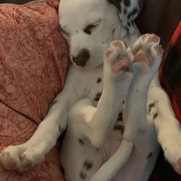 Dalmatian Puppies from Rhapsody Dalmatians