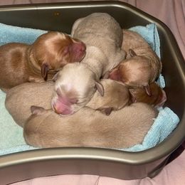 Goldendoodles from Montaña Doodles