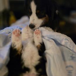 Miniature American Shepherd Puppies from All About Me Miniature American Shepherds