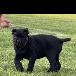 Summer - Black Cane Corso puppy in Bucyrus, Ohio from Woodleyswarriors