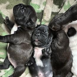 French Bulldog All Grown Up from Pipsters