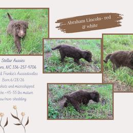 Abraham Lincoln - Red male Aussiedoodle puppy in Asheboro, North Carolina from Stellar Aussies