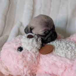 Brookie - Fawn female Pug puppy in Vancouver, Washington from Swift Pugs