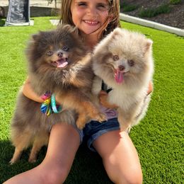 Dior - Pomeranian