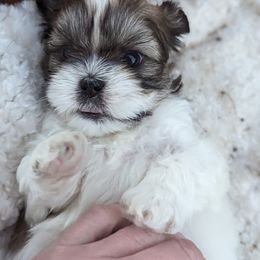 Shih Tzu Puppies from We Shih Tzu Not!