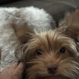 Yorkshire Terrier Puppies from MCM Acres