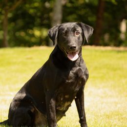 Layla - Labrador Retriever