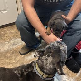 Aussiedoodle, Bulldog, Miniature Australian Shepherd, Poodle, and Toy Australian Shepherd Puppies from Mowry Creek Mini Aussiedoodles and More