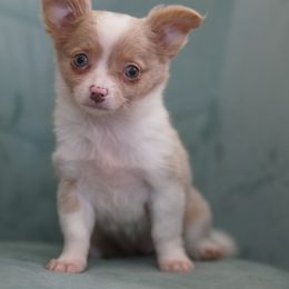 Saja - Chihuahua