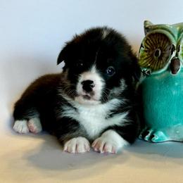 Josh - Black and tan male Pembroke Welsh Corgi puppy in Creston, Iowa from GSF Pembroke Welsh Corgis