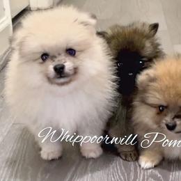 Pomeranian Puppies from Whippoorwill Pomeranians