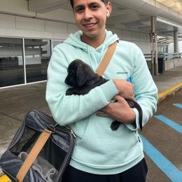 Cane - Black male Dachshund puppy in Lebanon, Ohio from Golden Acres Dachshunds