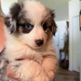 Wyatt - Blue merle male Miniature Australian Shepherd puppy in Oroville, California from Puppy Love Ranch Mini Aussies