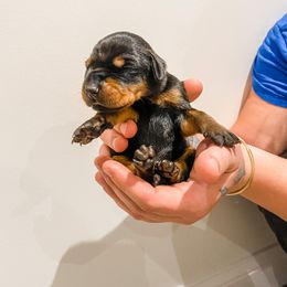 Doberman Pinscher Puppies from Imperium Dobermann Kennel