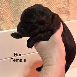 Red Female - Black female German Shepherd puppy in Puyallup, Washington from Majestic Royal German Shepherd’s