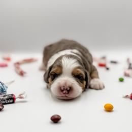Minty (Light Blue Collar) - Blue merle male Aussiedoodle puppy in Sharpsburg, Georgia from Steindoodles