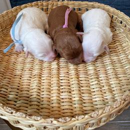 Maltipoo Puppies from Ollie-Pop Paws Breeding