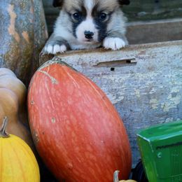 Massey Ferguson (Massey) - Red female Pembroke Welsh Corgi puppy in Greentop, Missouri from Sevits Corgis & Golden Retrievers