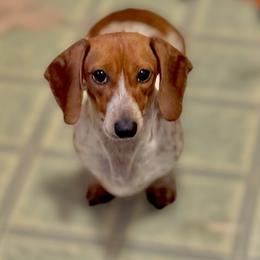 Dixie - Dachshund