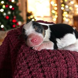 Denim - Tri-color male Cavalier King Charles Spaniel puppy in Gonzales, Texas from Veach Cavaliers & Farm