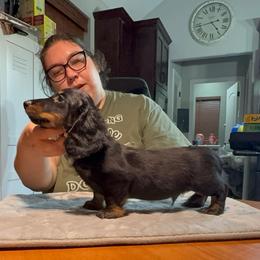 Peter (Yellow) - Black and tan male Dachshund puppy in Humble, Texas from Foley Dachshunds