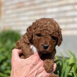 Goldendoodle Puppies from Bo Doodles