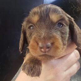 Trouble - Chocolate and tan female Dachshund puppy in Bigfork, Minnesota from Long Ears and Long Dogs Ranch