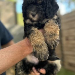 Goldendoodle Puppies from Simply Doodles Ojai
