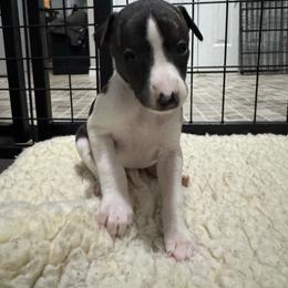 Girl 5 - Black brindle female Whippet puppy in Winter Garden, Florida from Infinity Whippets
