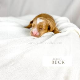 B E C K - Red  male Goldendoodle puppy in Cedar City, Utah from Cedar Doodles- Home of the Teddybear Goldendoodle