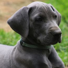 Great Dane Puppies from Sterling Danes