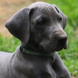 Great Dane Puppies from Sterling Danes