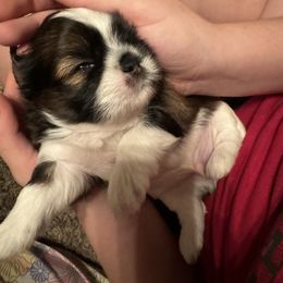 Shih Tzu Puppies from The Townsend Tzu