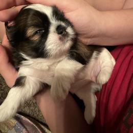 Shih Tzu Puppies from The Townsend Tzu