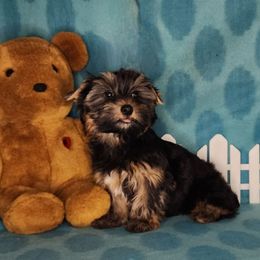 Puppy Girl Batik - Black and tan female Yorkshire Terrier puppy in Sequim, Washington from Spirit Valley Family