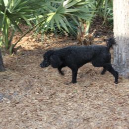 Poodle Puppies from Simply Standard Poodles