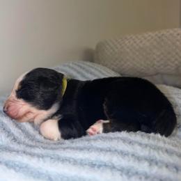 Joy - Black tri-color female Australian Shepherd puppy in Anniston, Alabama from All Hale Aussies